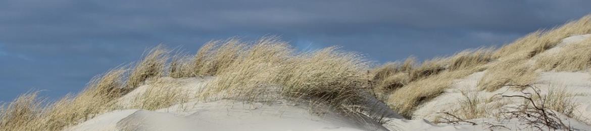 Dunes North Sea